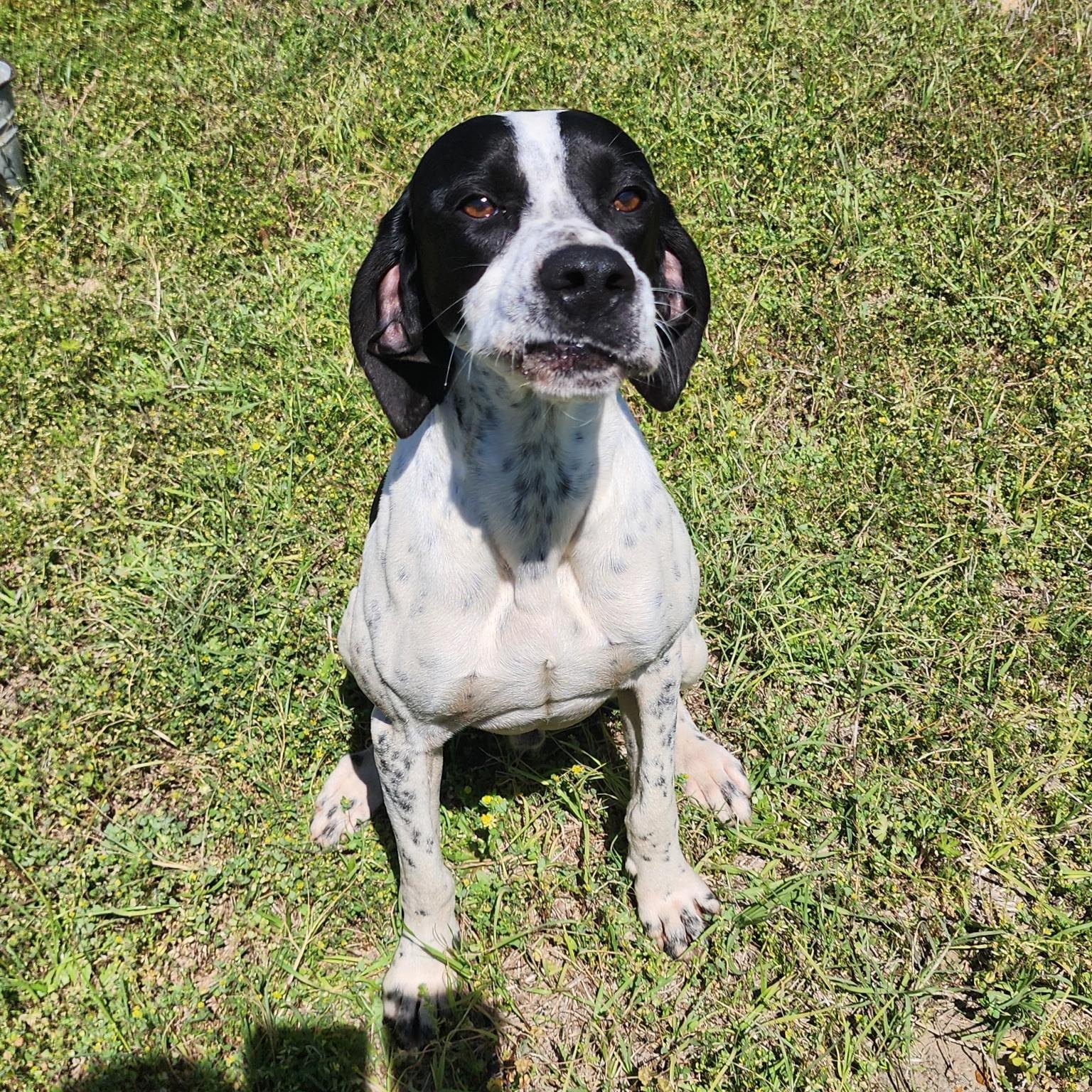 Enlarge Tux, a ADOPTABLE mixed breed in Port Saint Lucie, FL image 4/6