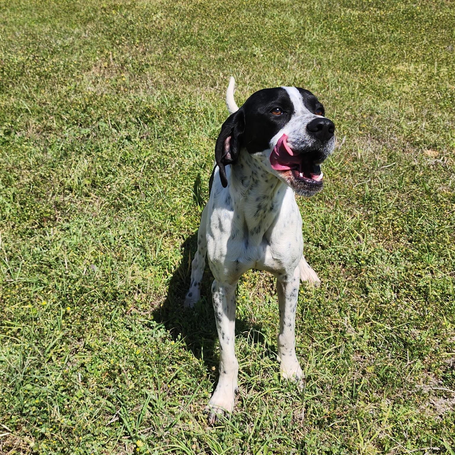 Enlarge Tux, a ADOPTABLE mixed breed in Port Saint Lucie, FL image 6/6