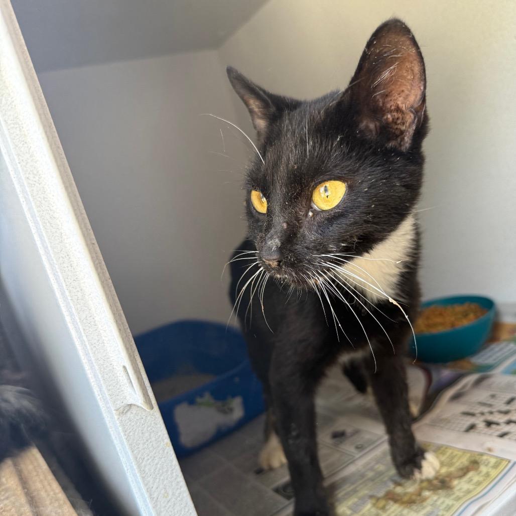 Luke 082704, Adoptable, Young Male Domestic Short Hair.