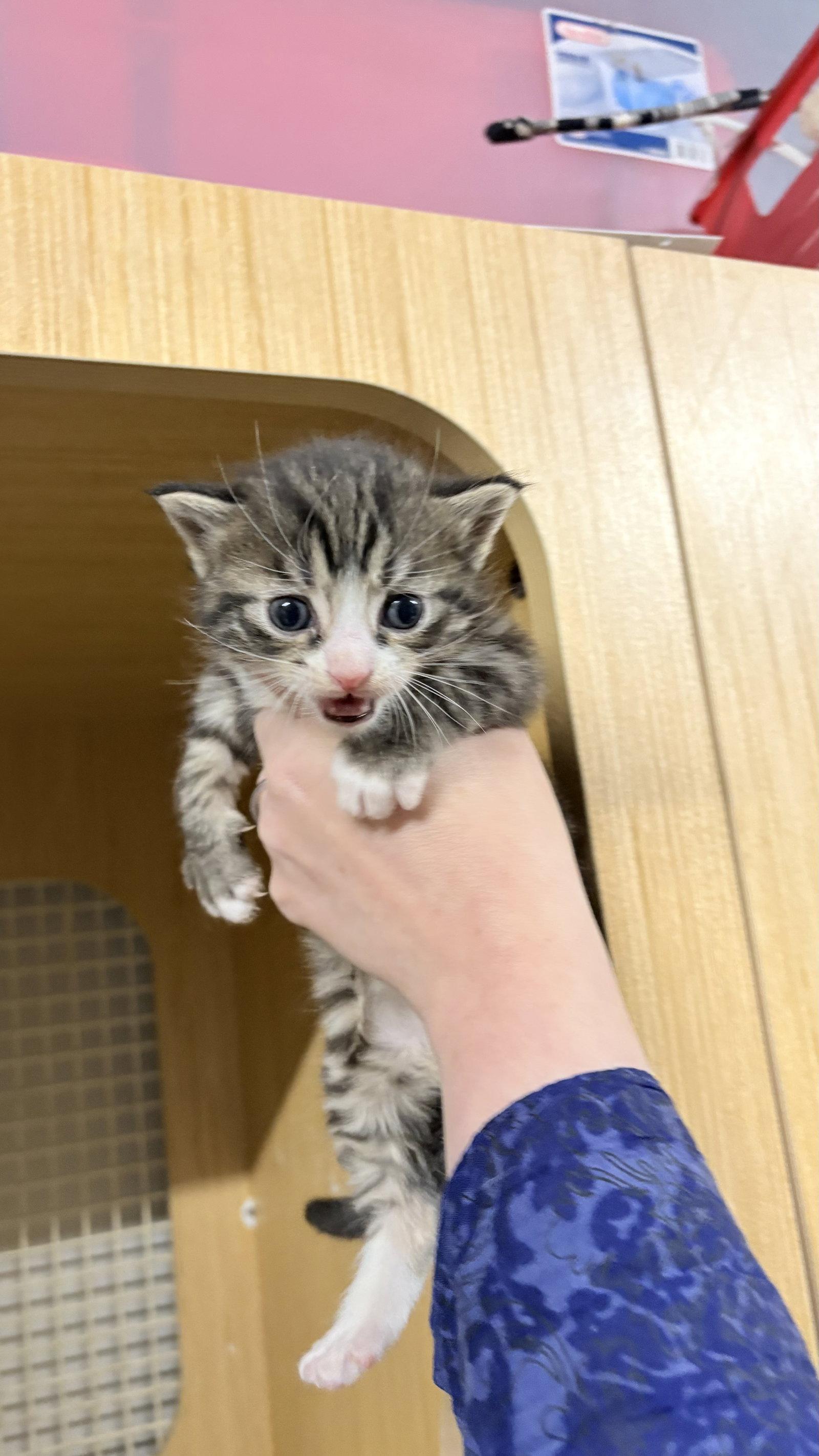 Enlarge Ajax, a Adoptable Domestic Short Hair in White Bluff, TN image 1/1