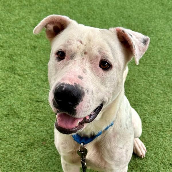 Lanson, a Adoptable mixed breed in Walnut Creek, CA image 2/2