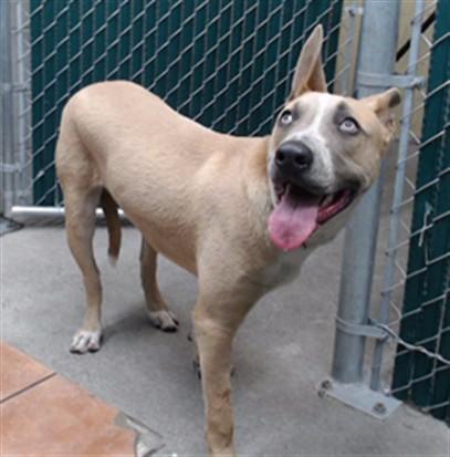 Enlarge AIDEN, a Adoptable Pit Bull Terrier in Downey, CA image 1/1