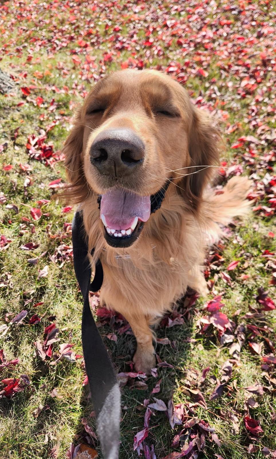 Whiskey, Adoptable, Adult Male Golden Retriever.