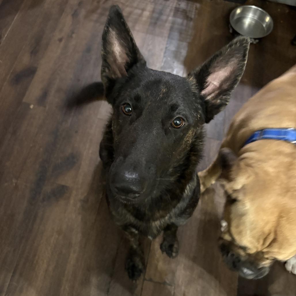 Mina, Adoptable, Adult Female Dutch Shepherd & Belgian Shepherd / Malinois.
