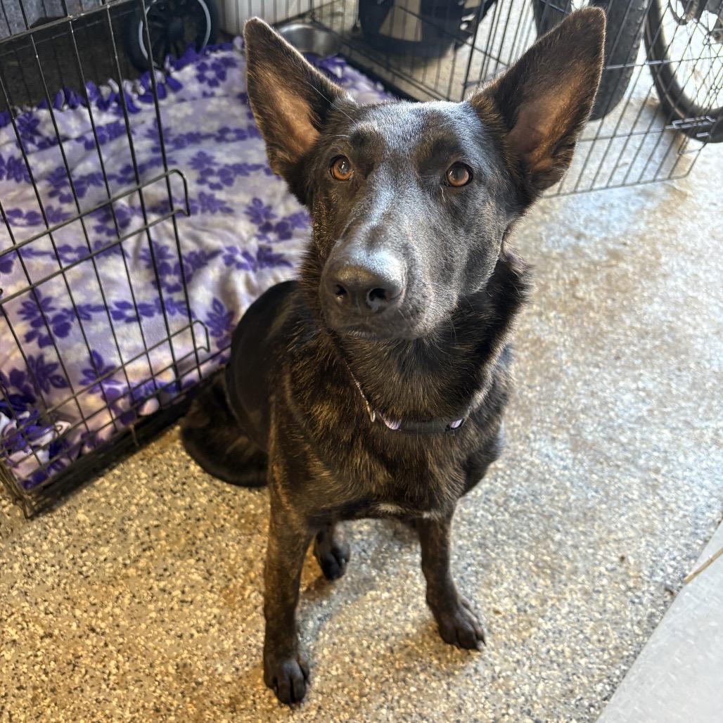 Enlarge Mina, a Adoptable mixed breed in Riverside, CA image 2/3