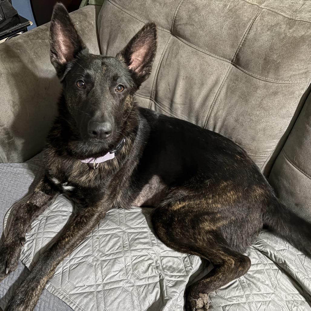 Enlarge Mina, a Adoptable mixed breed in Riverside, CA image 3/3