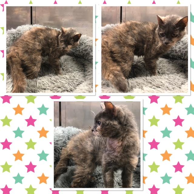 GERTIE, Adoptable, Senior Female Domestic Short Hair.