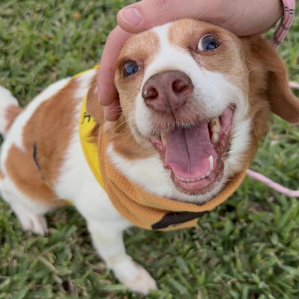 Gretchen, Adoptable, Senior Female Beagle & Chihuahua.