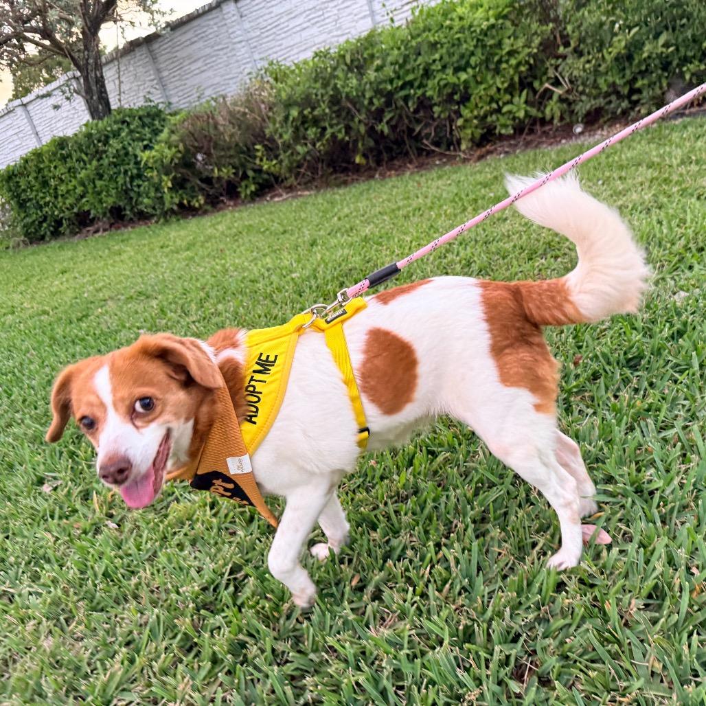 Enlarge Gretchen, a Adoptable mixed breed in Miami, FL image 2/6