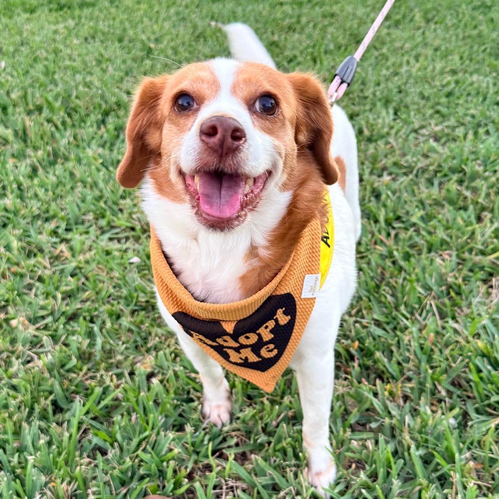 Enlarge Gretchen, a Adoptable mixed breed in Miami, FL image 3/6