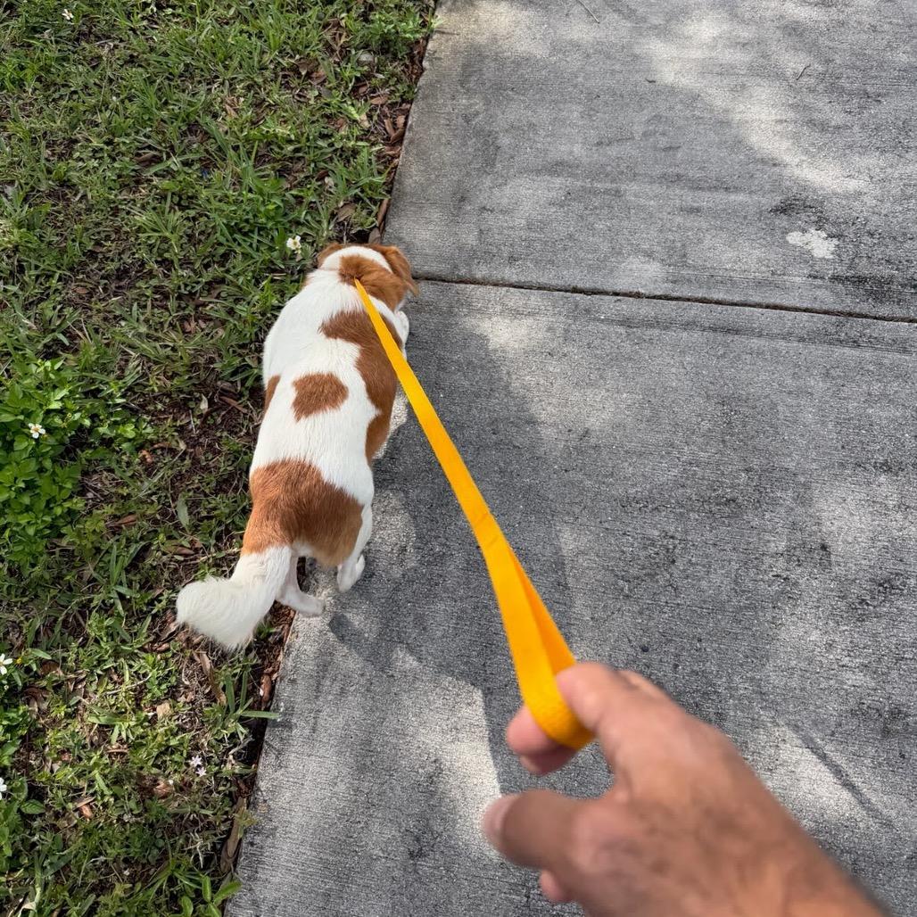 Enlarge Gretchen, a Adoptable mixed breed in Miami, FL image 4/6