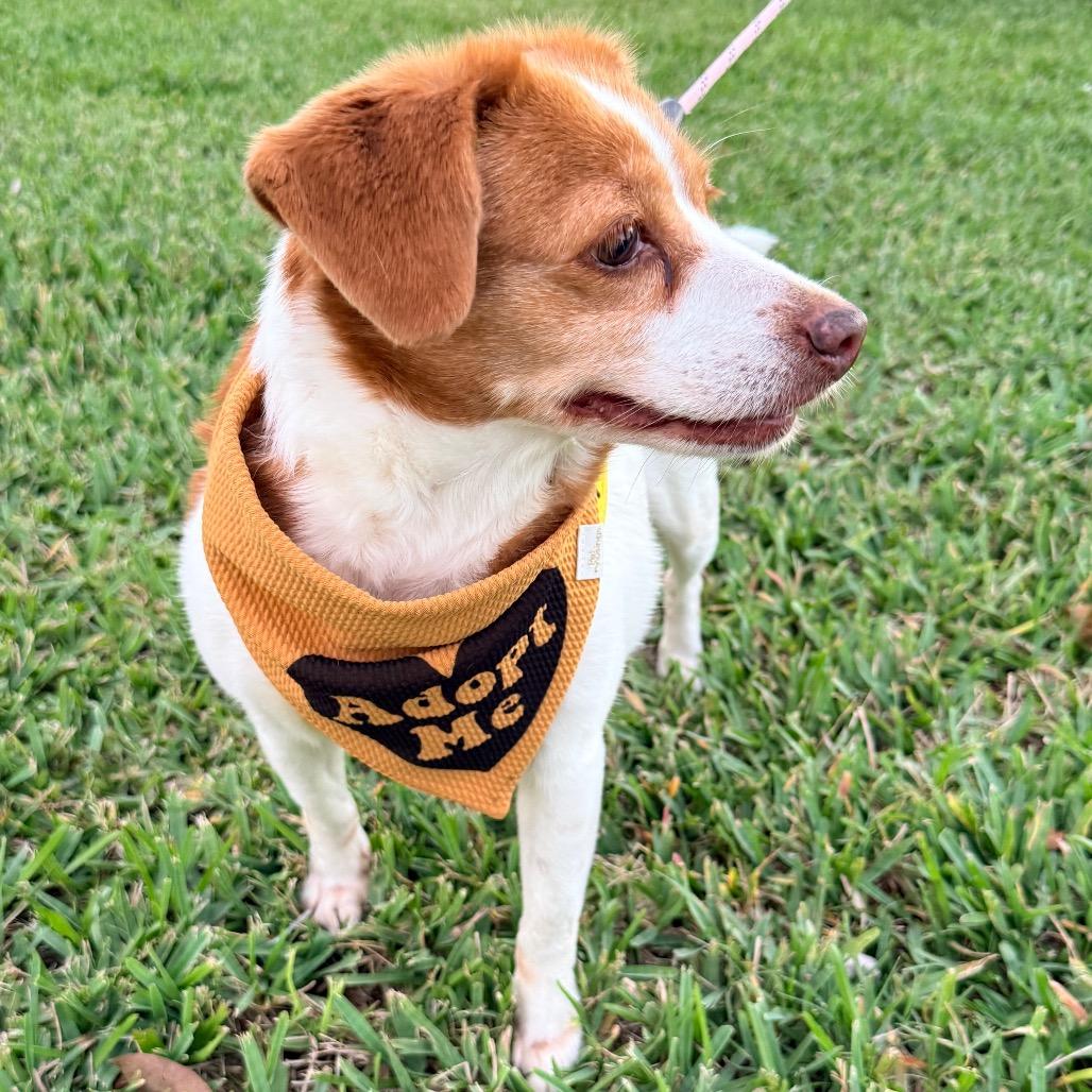 Enlarge Gretchen, a Adoptable mixed breed in Miami, FL image 6/6
