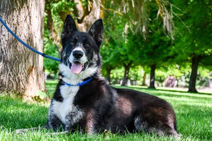 Skinny, Adoptable, Adult Male Siberian Husky & Border Collie.