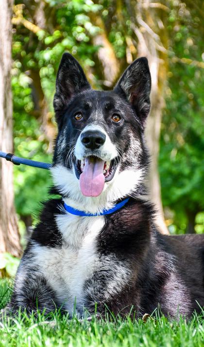 Skinny, a Adoptable mixed breed in Yakima, WA image 3/3