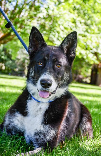 Skinny, a Adoptable mixed breed in Yakima, WA image 3/3