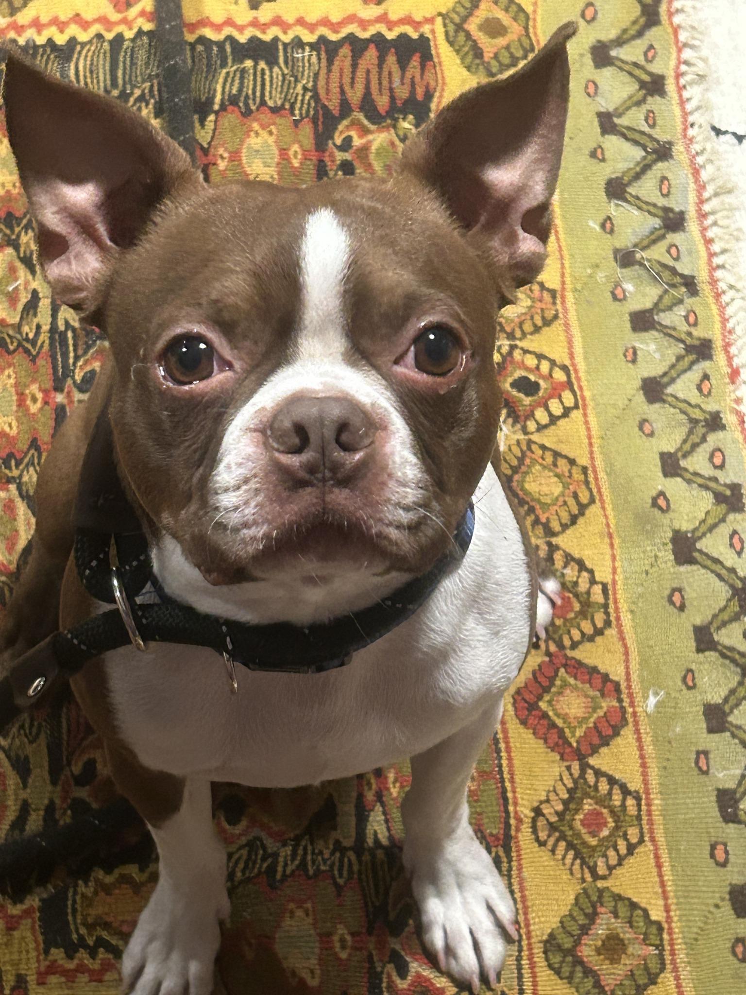 Enlarge Buddy, an adopted Boston Terrier in New York, NY image 1/3