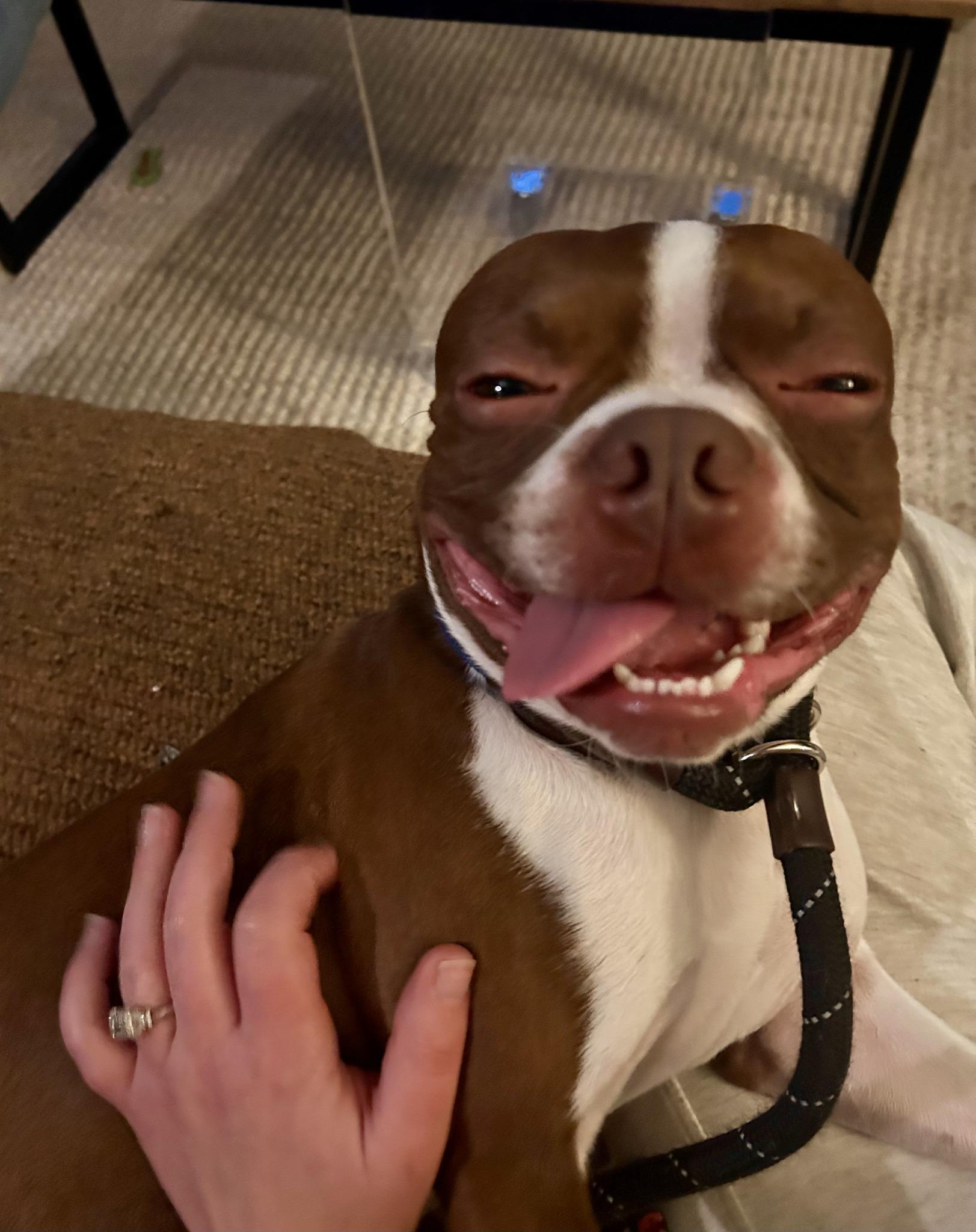 Enlarge Buddy, an adopted Boston Terrier in New York, NY image 2/3