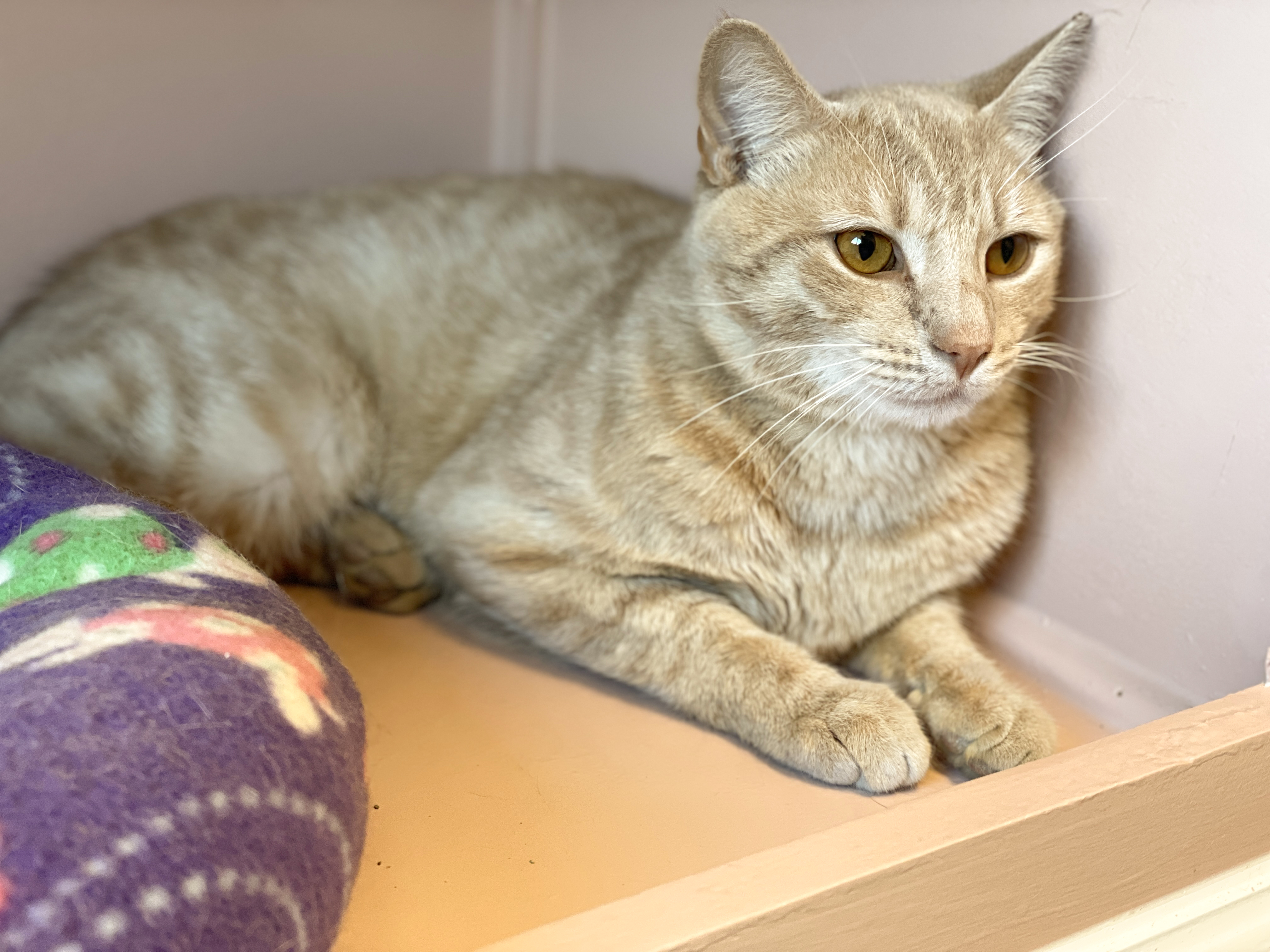 Enlarge Runner, a Adoptable Domestic Short Hair in Charles Town, WV image 3/6