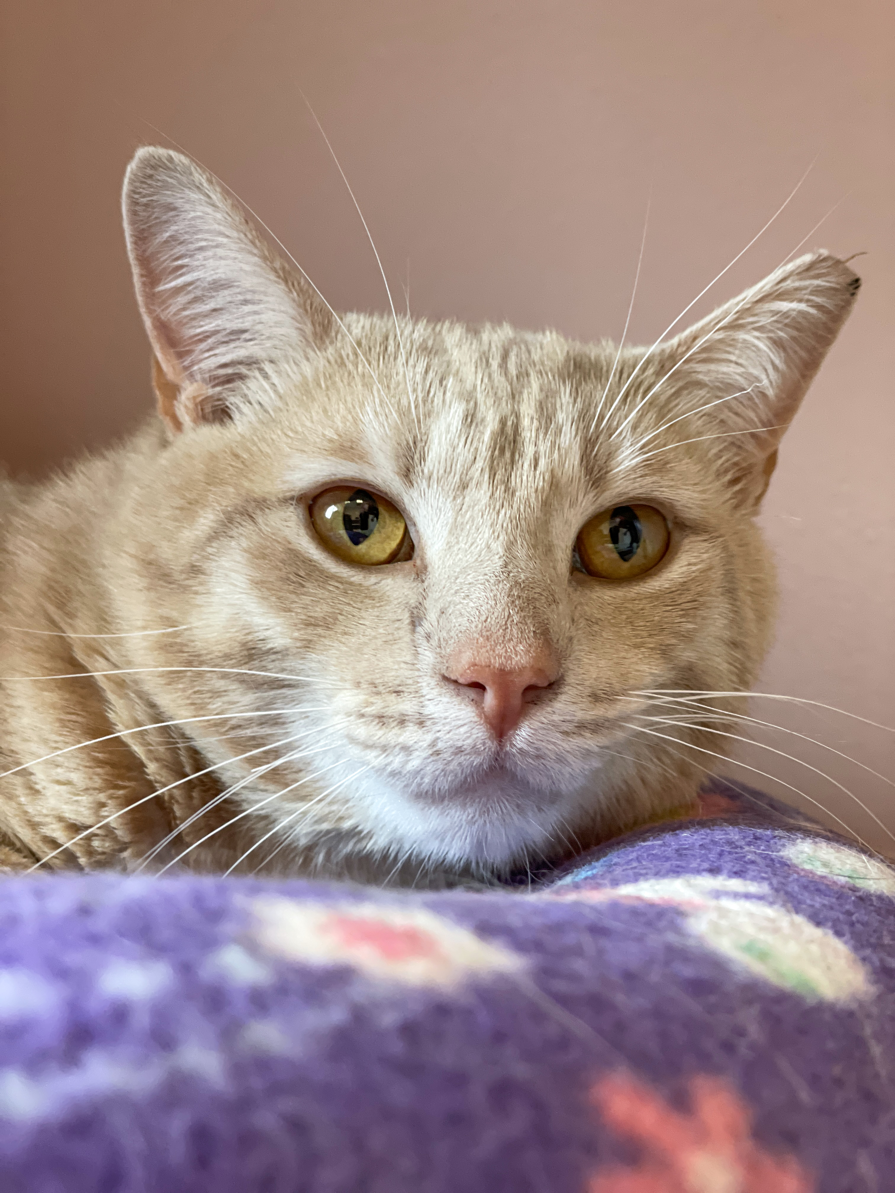 Enlarge Runner, a Adoptable Domestic Short Hair in Charles Town, WV image 1/6