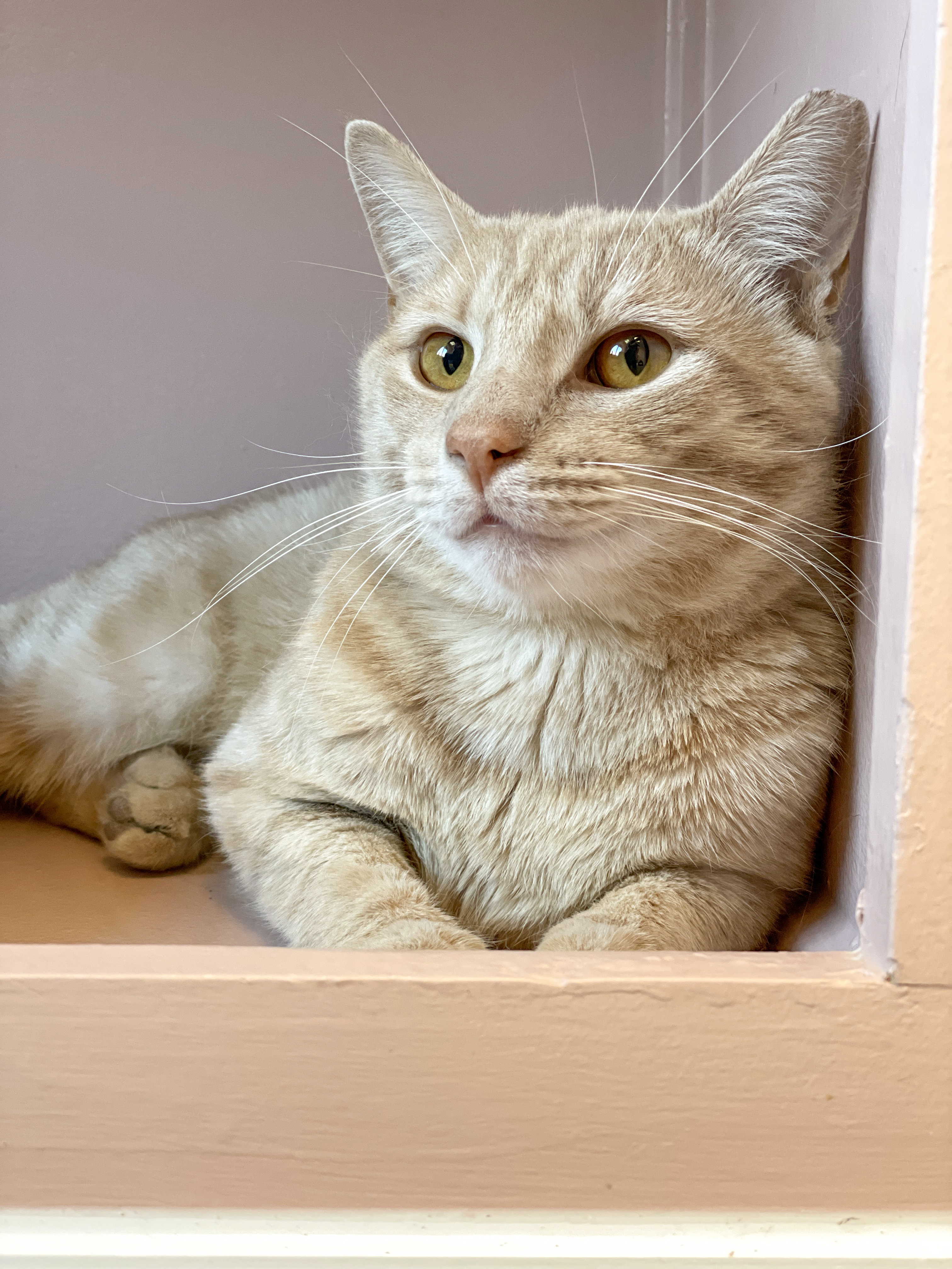 Enlarge Runner, a Adoptable Domestic Short Hair in Charles Town, WV image 4/6