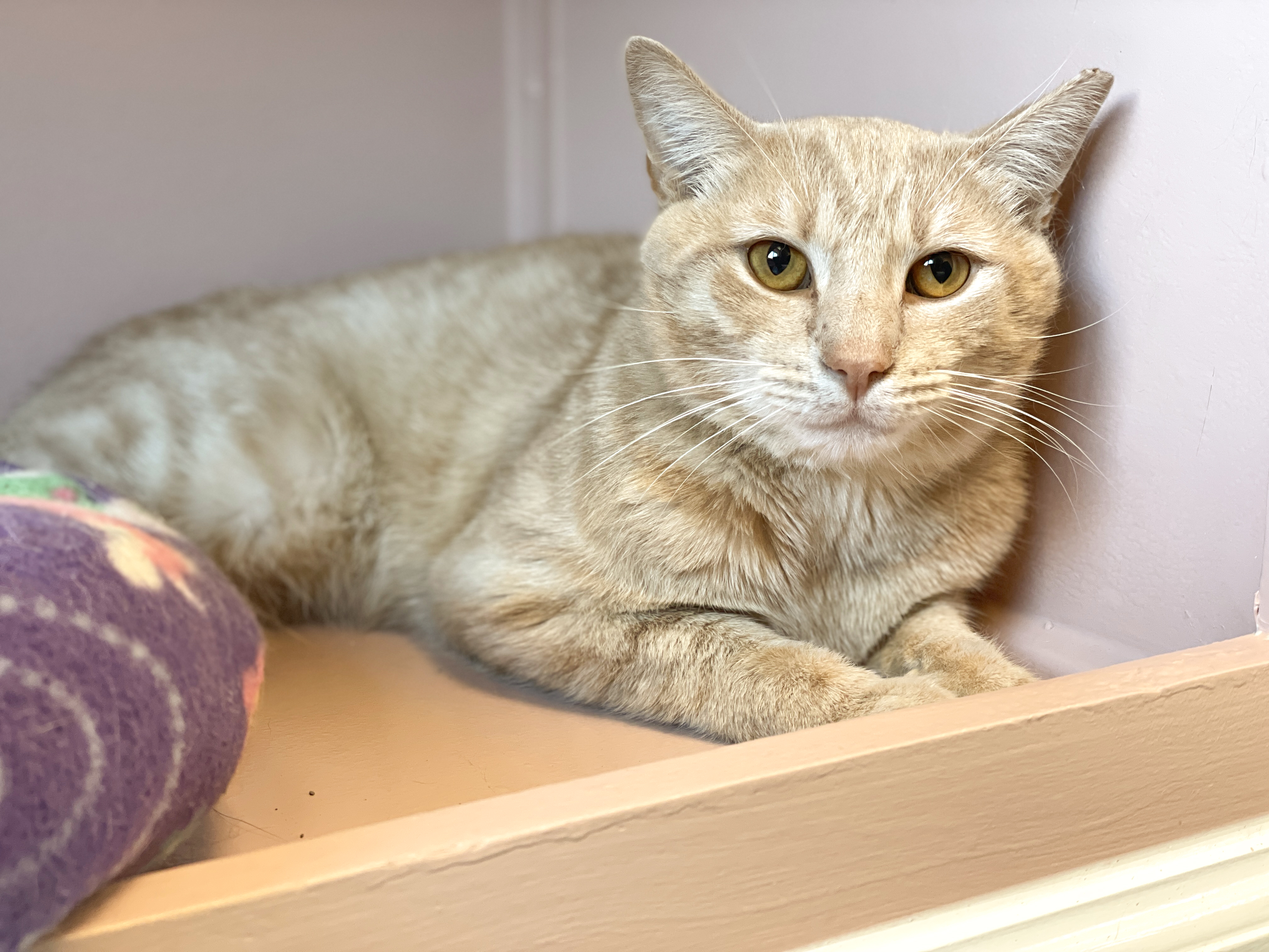 Enlarge Runner, a Adoptable Domestic Short Hair in Charles Town, WV image 5/6