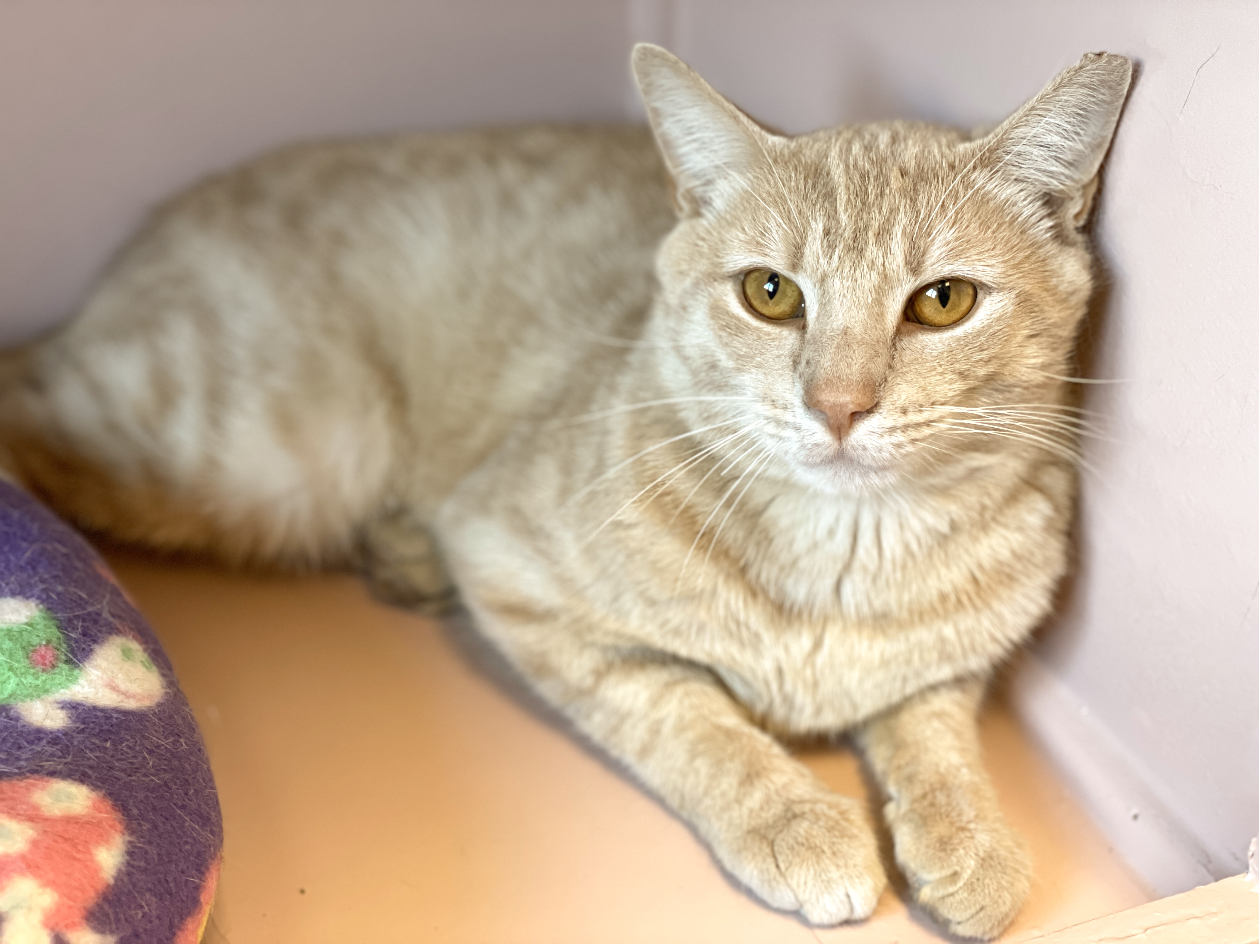 Enlarge Runner, a Adoptable Domestic Short Hair in Charles Town, WV image 6/6
