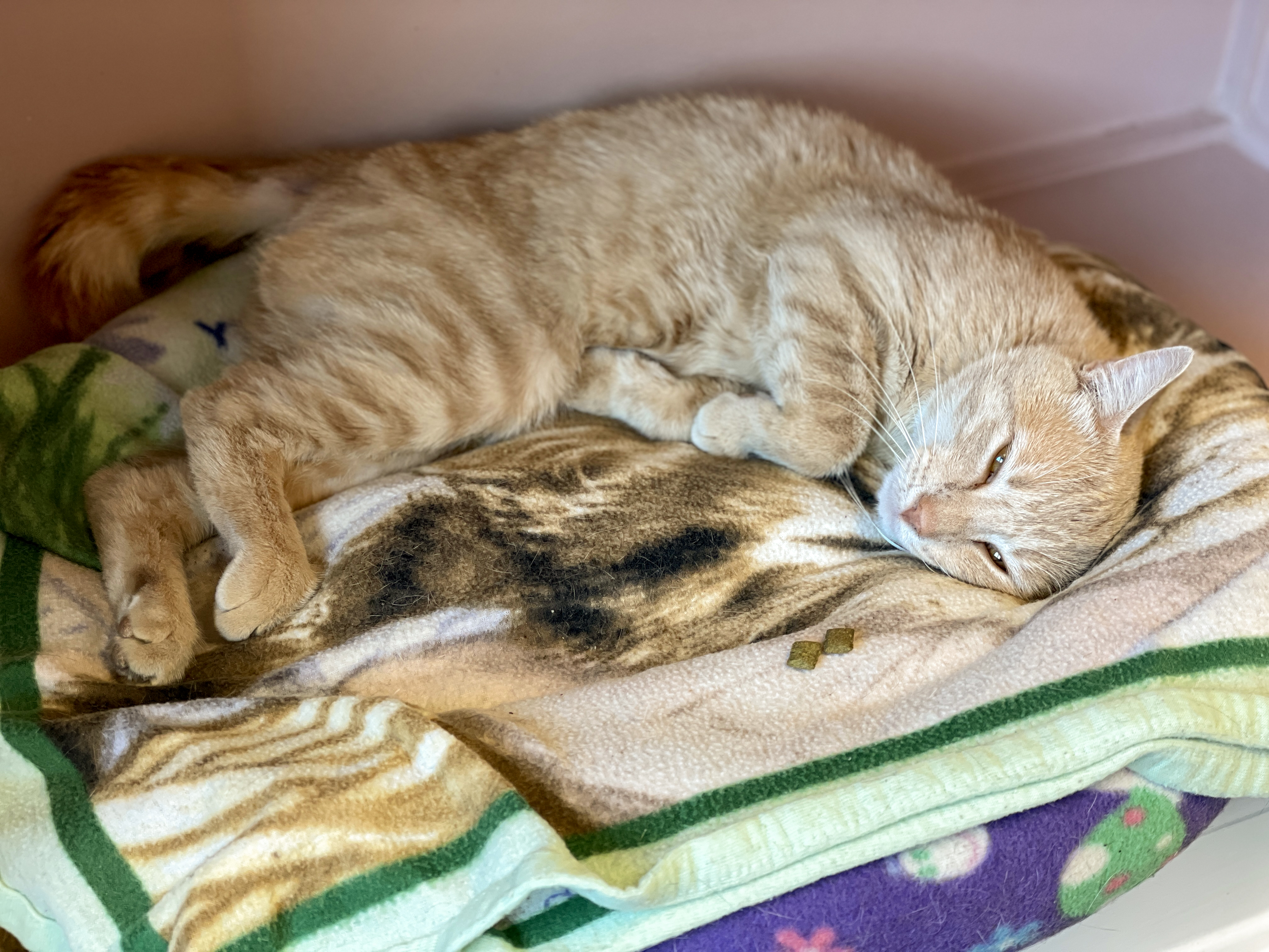 Enlarge Runner, a Adoptable Domestic Short Hair in Charles Town, WV image 2/6