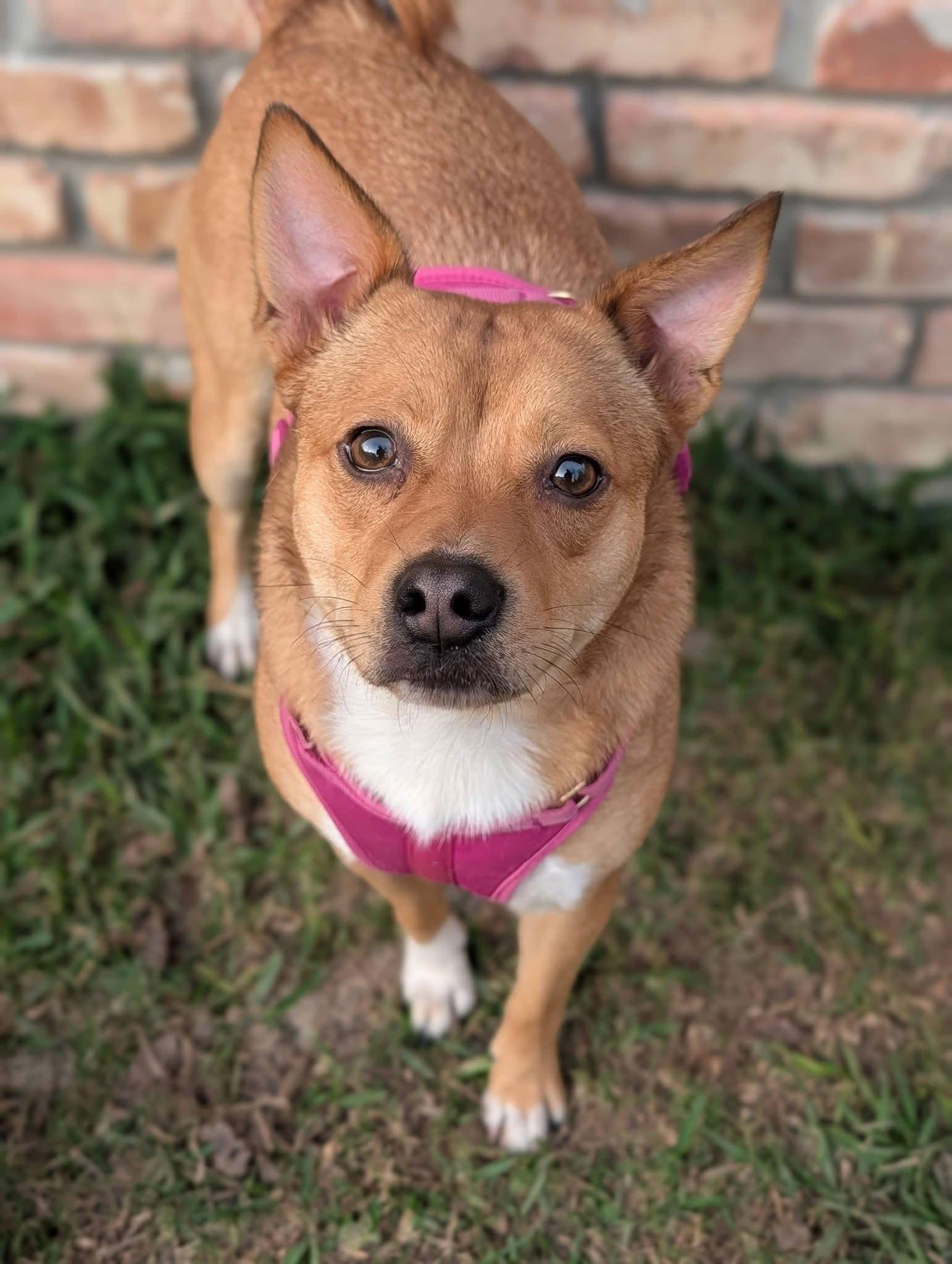 Enlarge Latte - Loving Pup!, a Adoptable mixed breed in Oakhurst, NJ image 1/3
