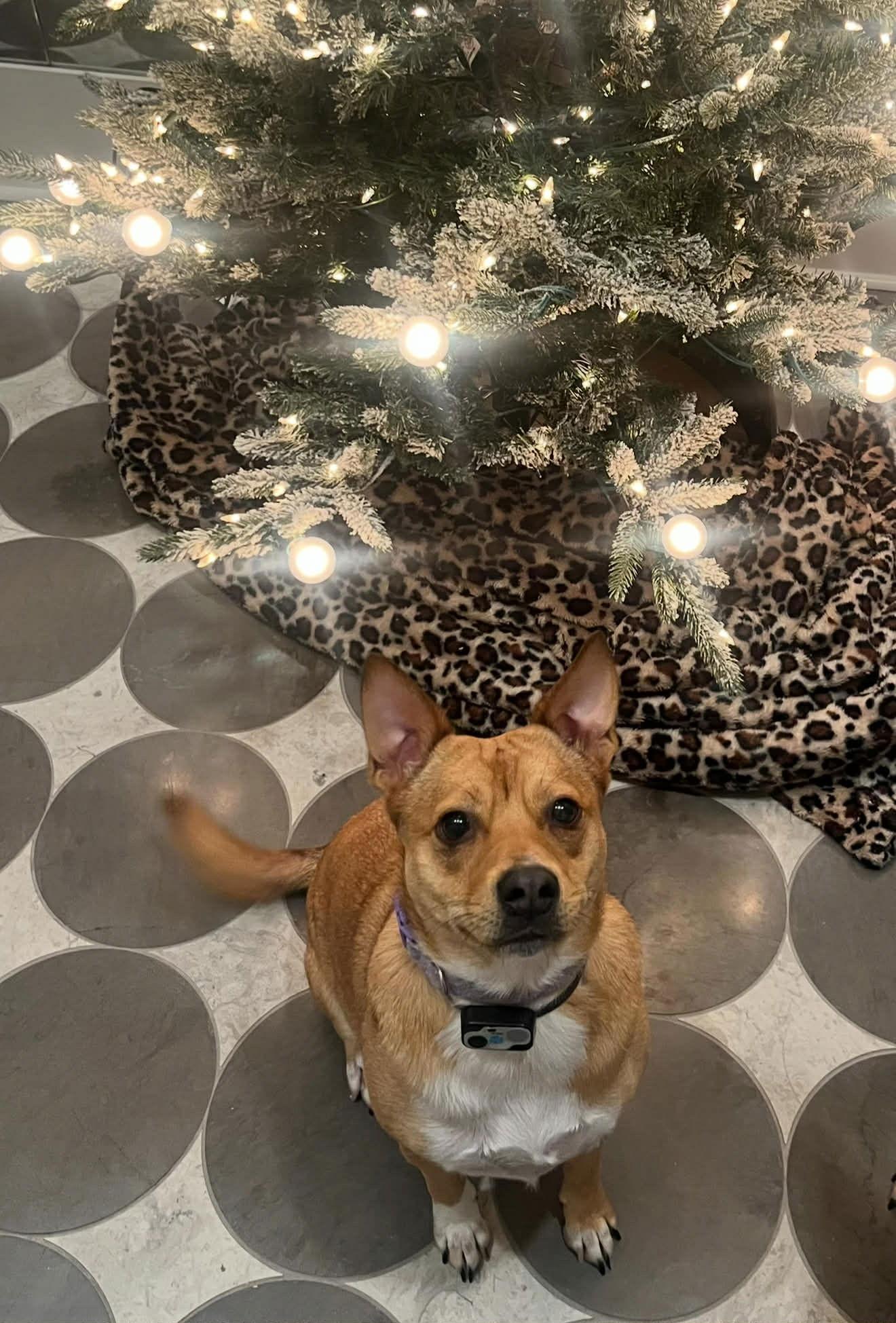 Latte - Loving Pup!, Adoptable, Adult Female Akita & Saluki.