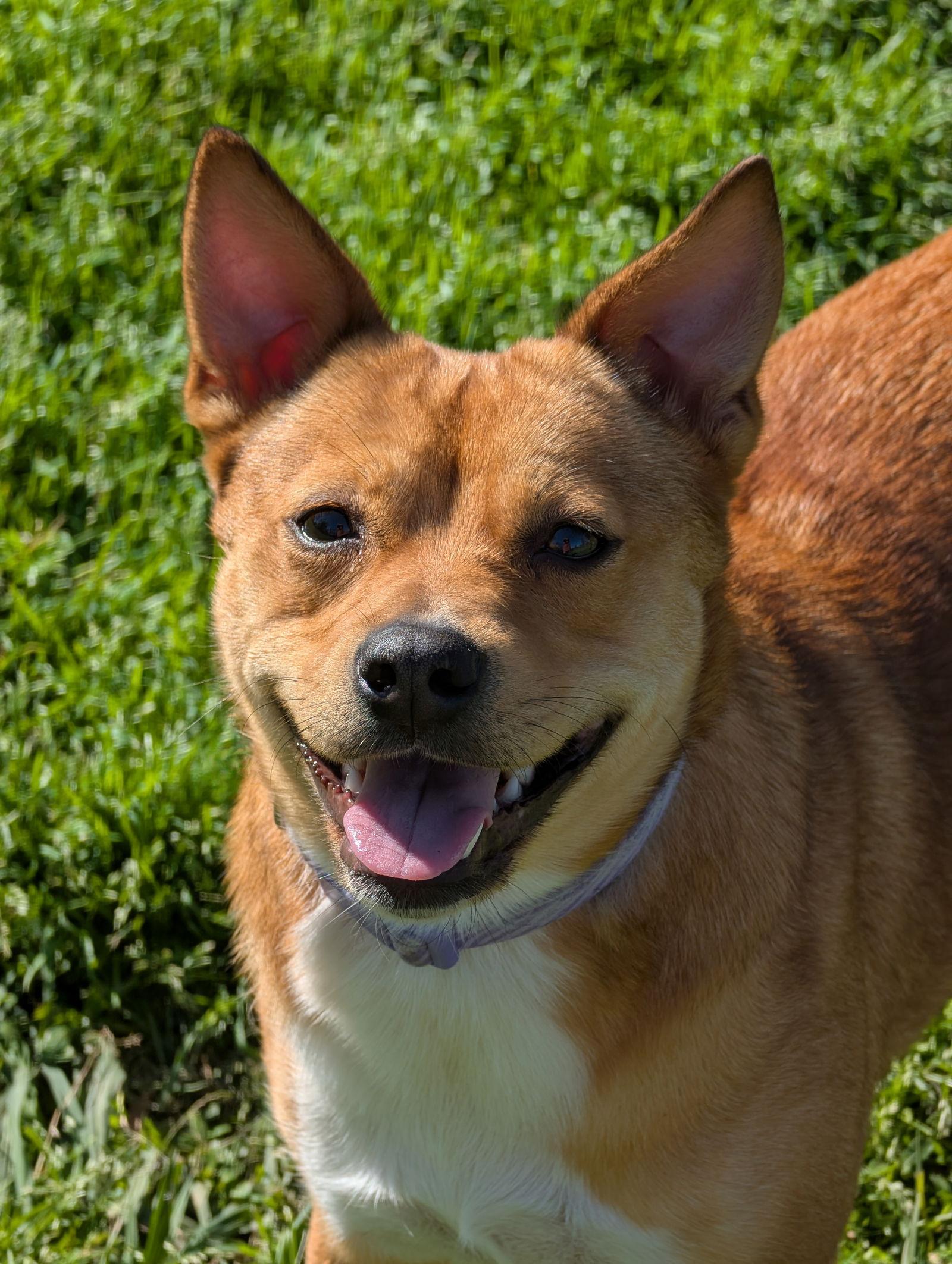 Latte - Loving Pup!, Adoptable, Adult Female Cattle Dog.