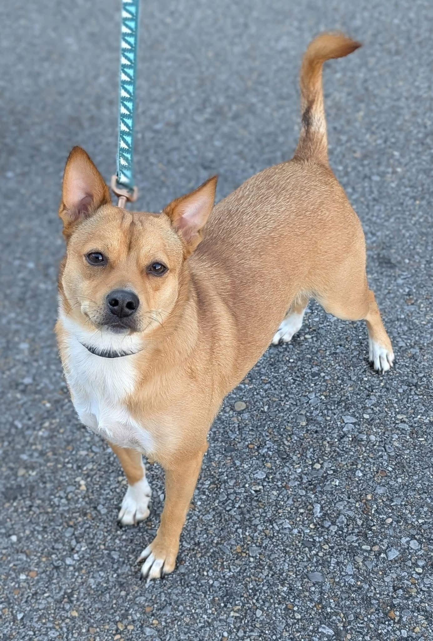 Latte - Loving Pup!, a Adoptable Cattle Dog in Oakhurst, NJ image 2/3