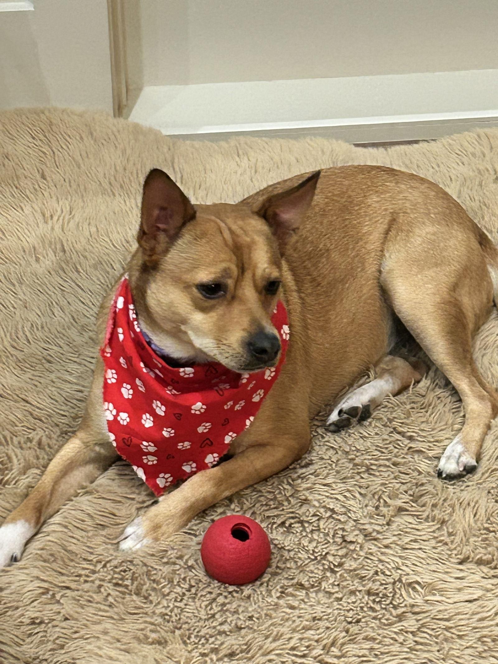 Latte  Loving Pup! thumbnail 3