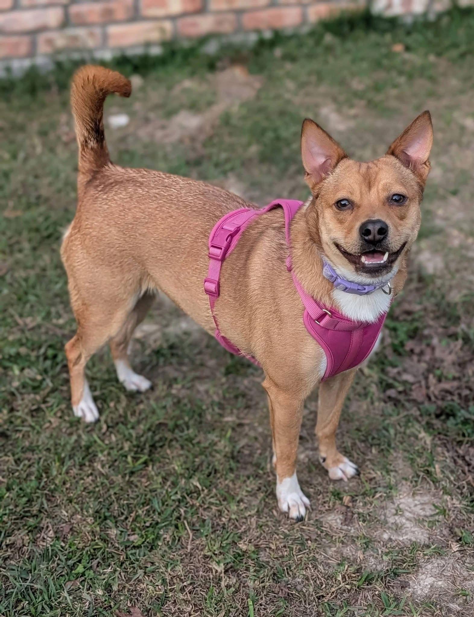 Enlarge Latte - Loving Pup!, a Adoptable mixed breed in Oakhurst, NJ image 3/3