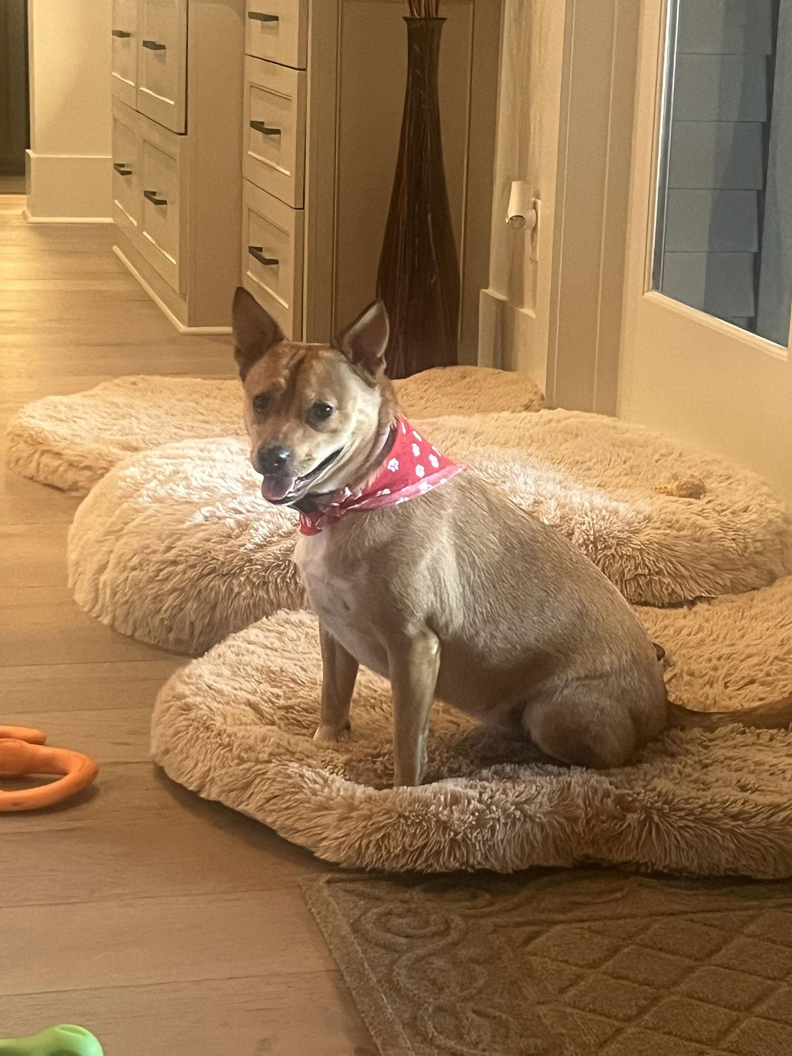 Latte  Loving Pup! thumbnail 4