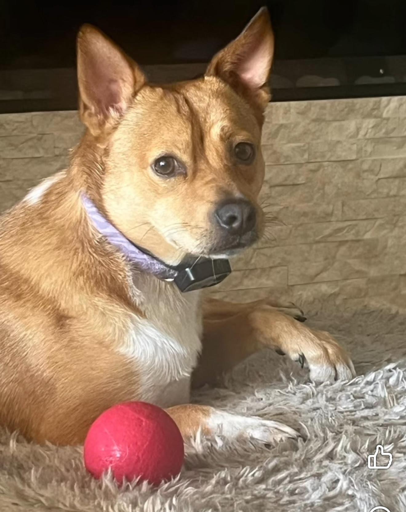 Latte - Loving Pup!, a Adoptable Cattle Dog in Oakhurst, NJ image 3/3