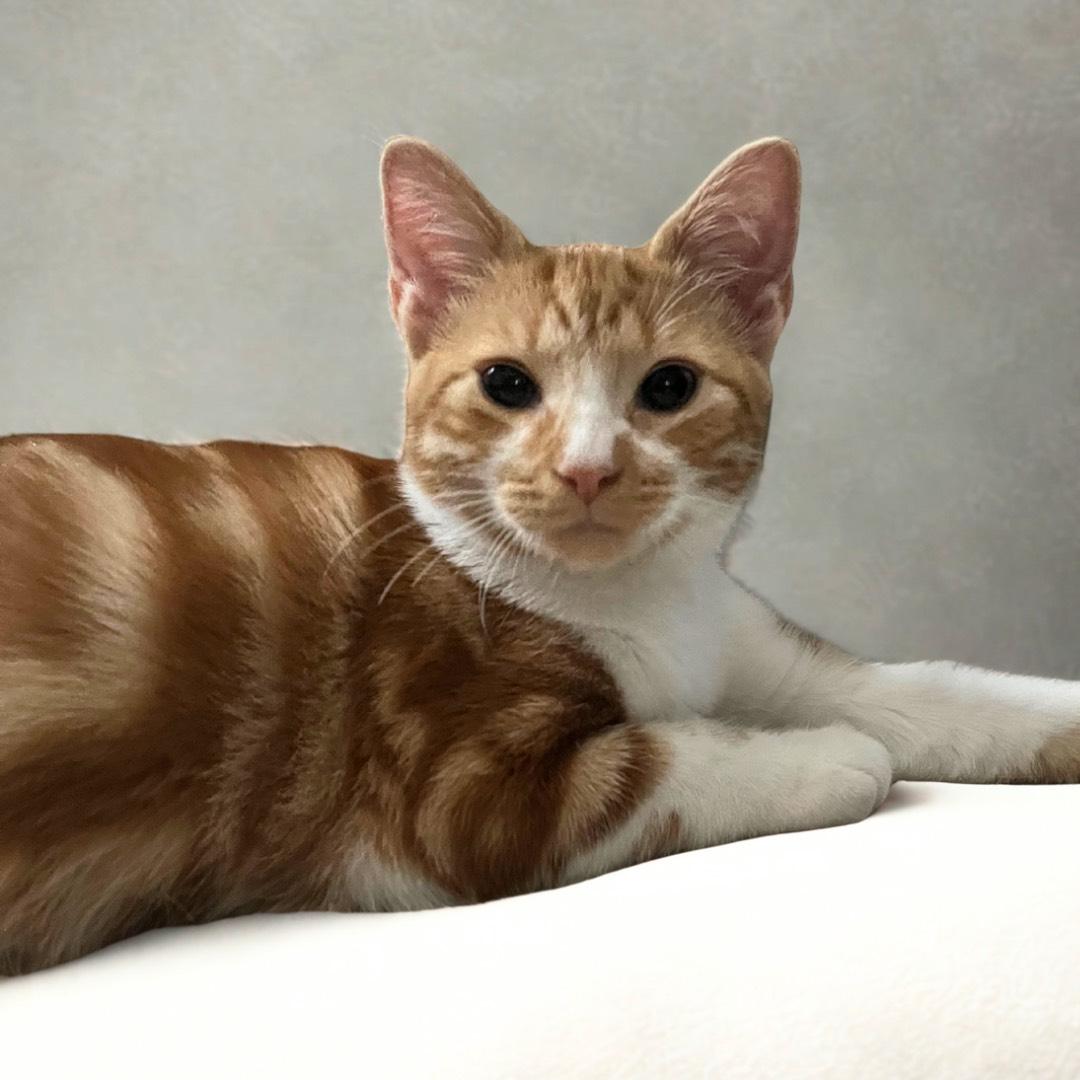 Rhyming Kittens: Larry, Adopted, Kitten Male Domestic Short Hair.