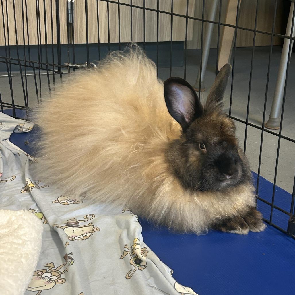 Tutu, Adoptable, Adult Male Angora Rabbit.