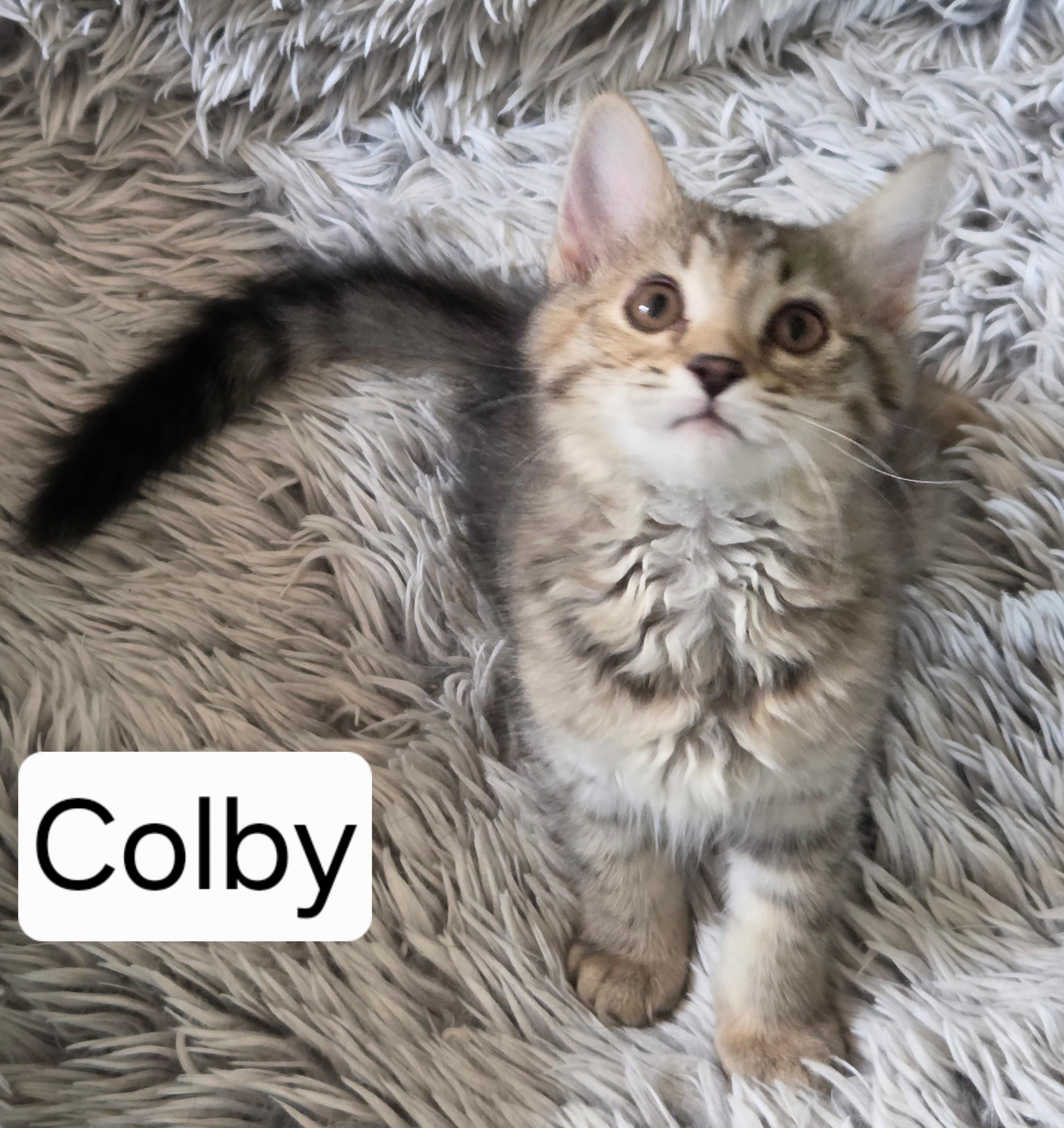 Colby, a ADOPTABLE mixed breed in Roseville, MN image 3/4