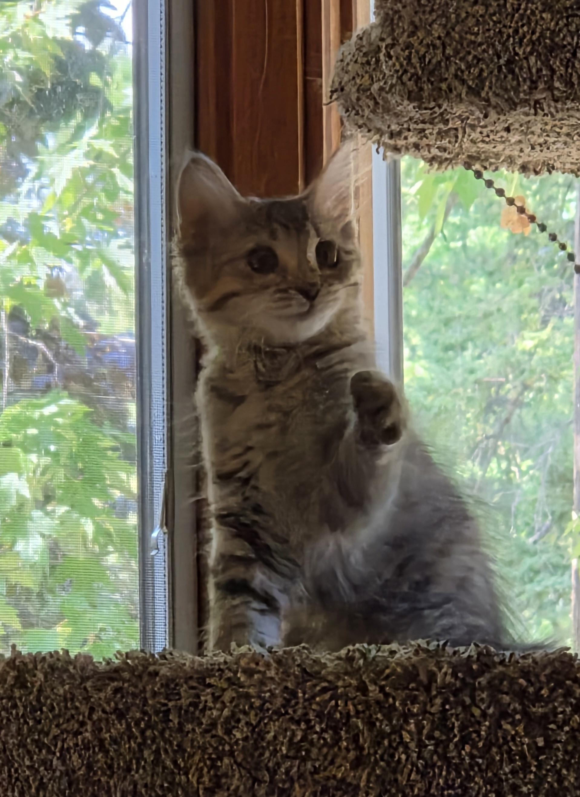 Colby, ADOPTABLE, Kitten Female Domestic Medium Hair & Tabby.