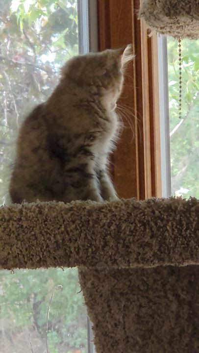 Enlarge Colby, a ADOPTABLE mixed breed in Roseville, MN video 4/4
