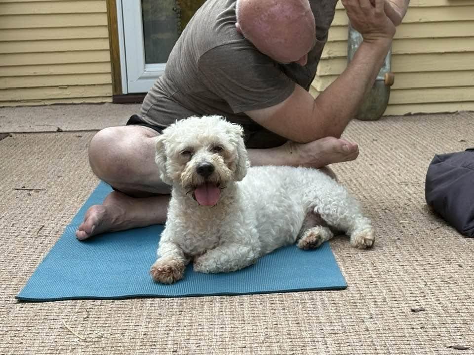 Maxwell, ADOPTABLE, Senior Male Bichon Frise.