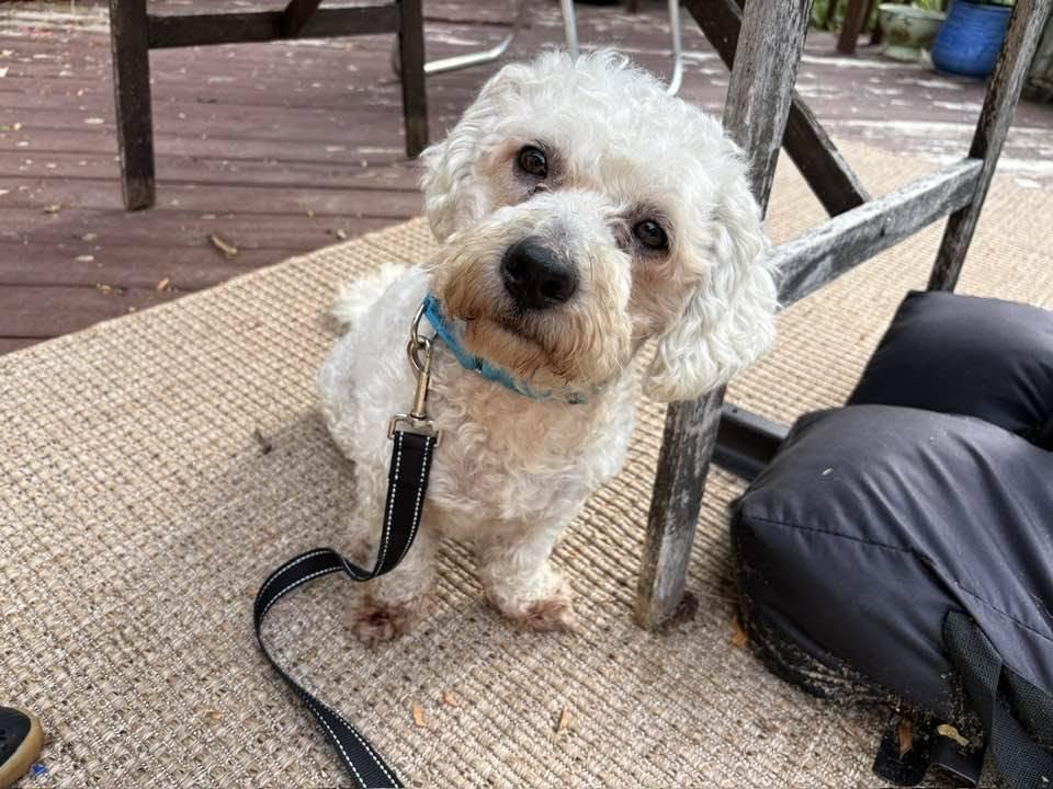 Maxwell, a ADOPTABLE mixed breed in Whitewater, WI image 5/5