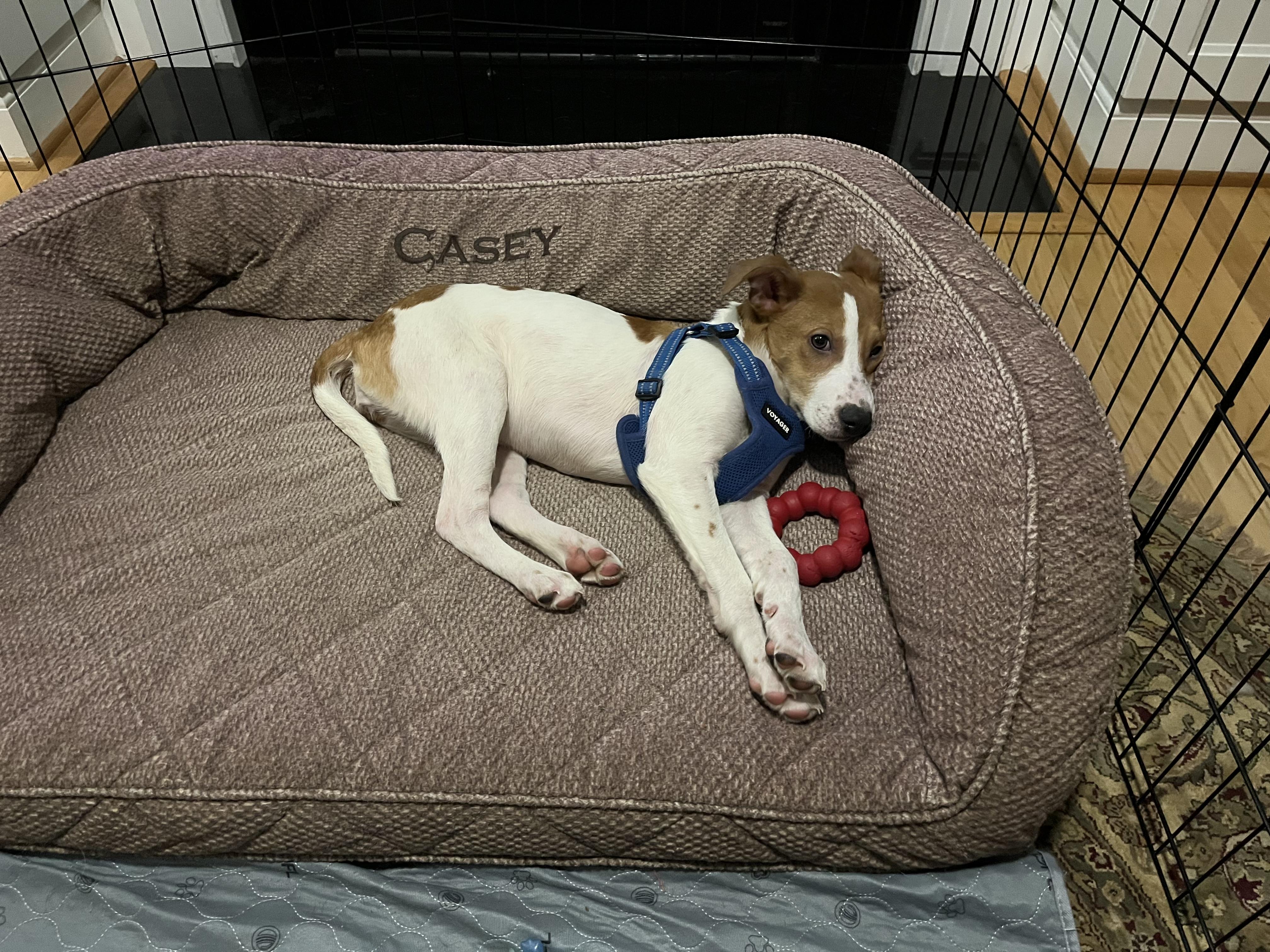 Enlarge Casey, a Adoptable mixed breed in Richmond, VA image 4/5