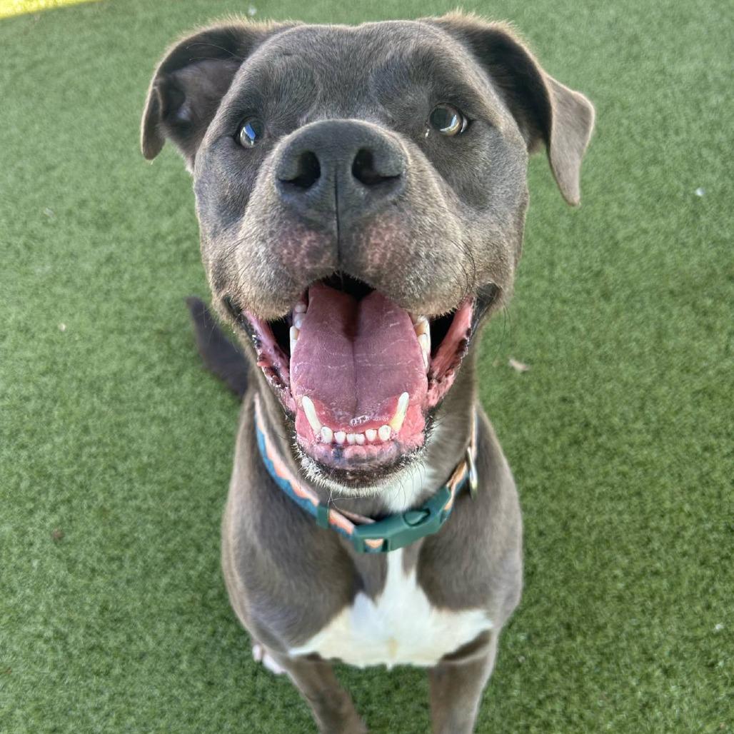 Adonis, Adult Male Mixed Breed
