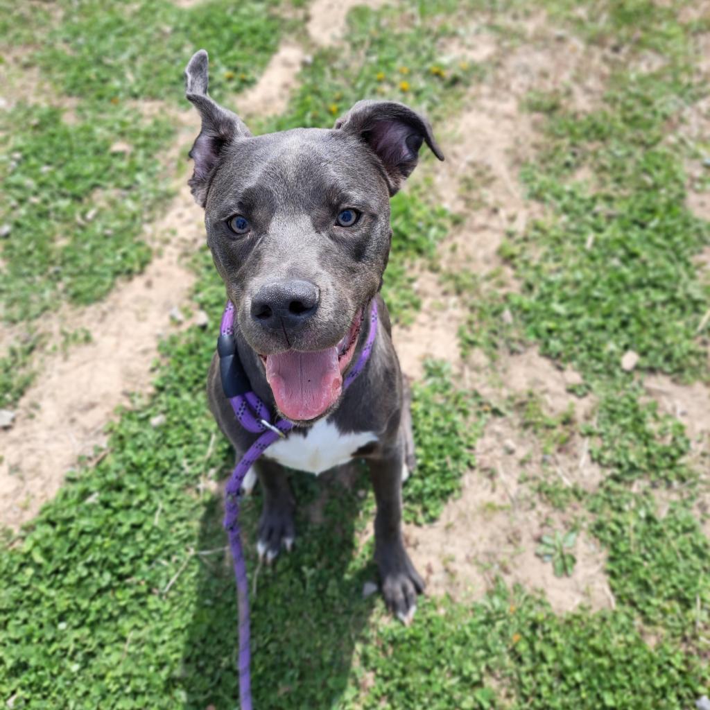 Adonis, a Adoptable Mixed Breed in Cape Girardeau, MO image 2/4