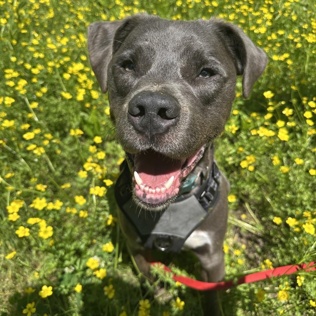 Adonis, a Adoptable Mixed Breed in Cape Girardeau, MO image 4/4