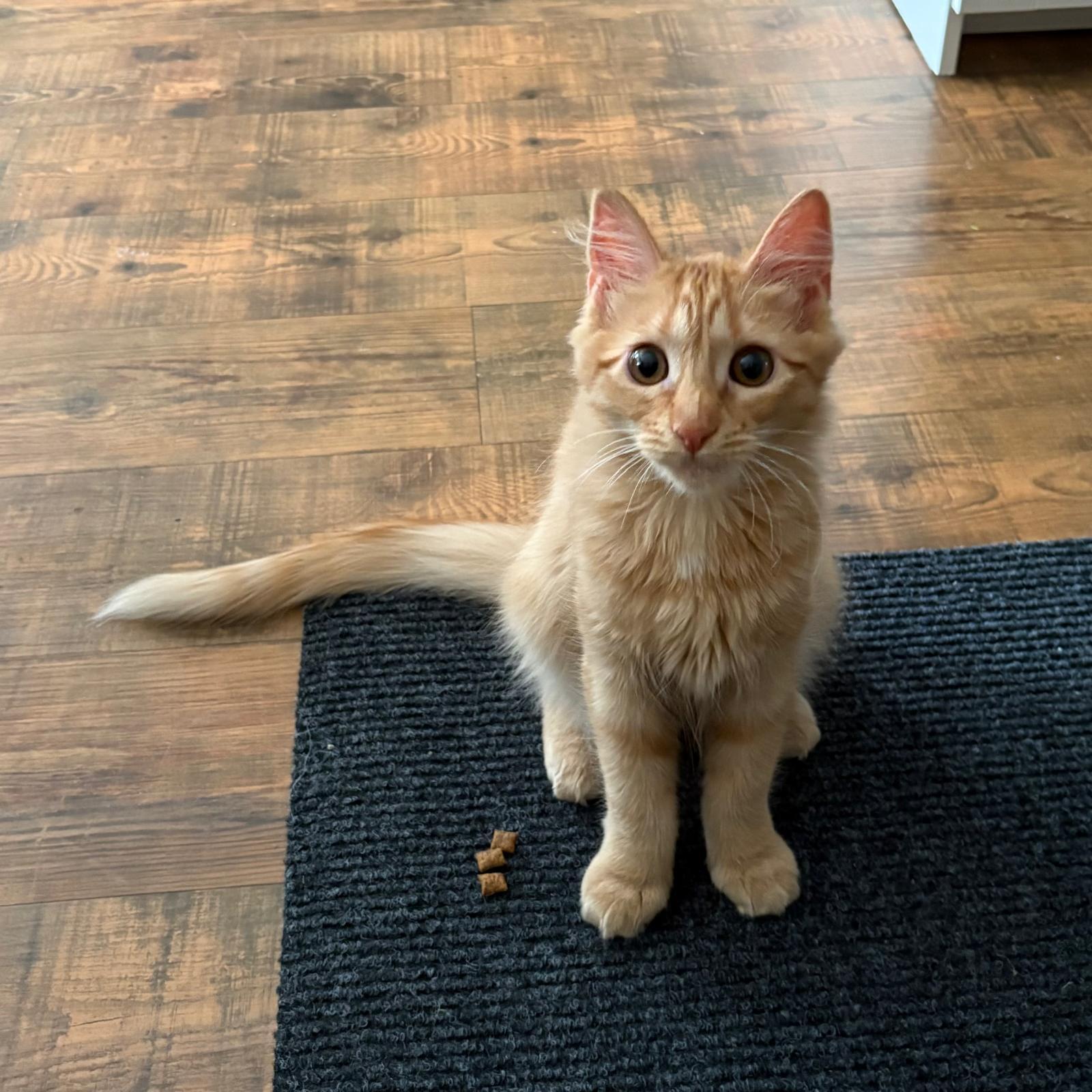 Chica, Adoptable, Kitten Female Domestic Medium Hair.