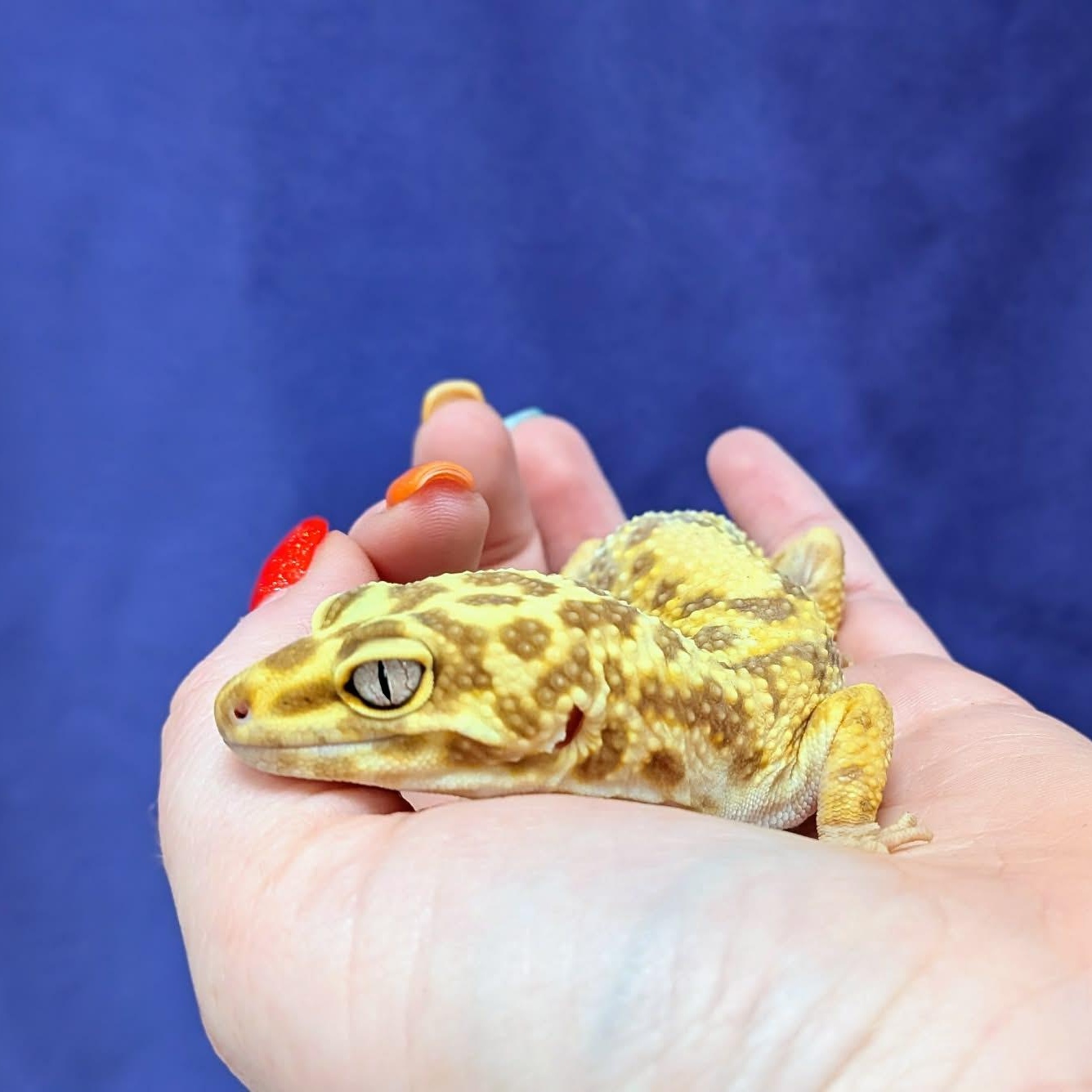 Toffee, Adoptable, Adult Male Gecko.