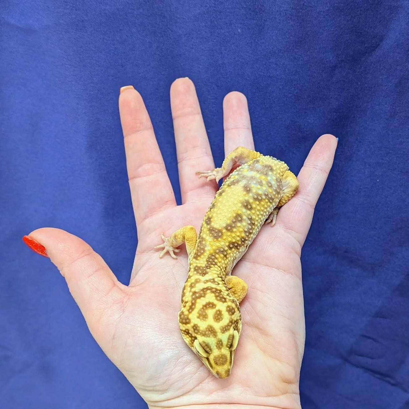 Enlarge Toffee, a Adoptable Gecko in Modesto, CA image 2/2