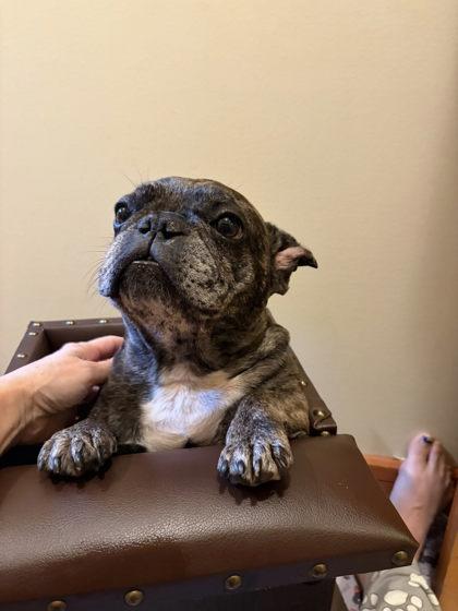 BRONTE BOO, a Adoptable French Bulldog image 3/3